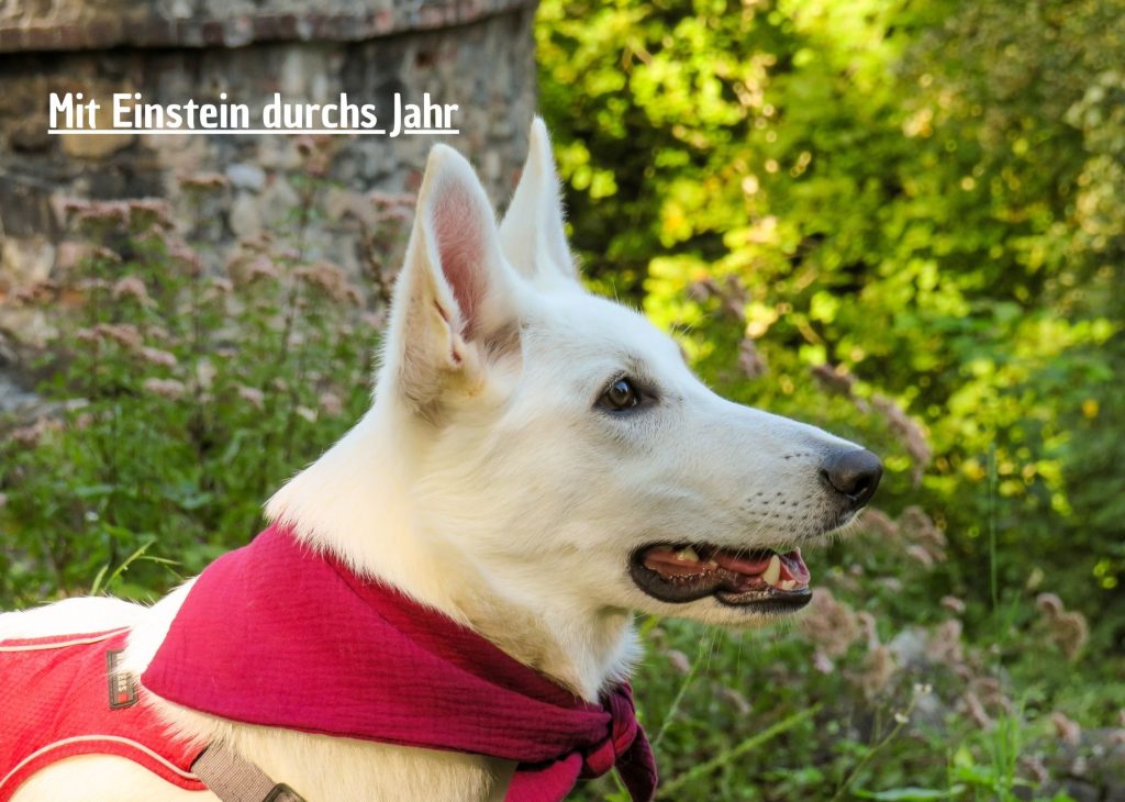 Alljahreskalender "Mit Einstein durchs Jahr"